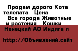  Продам дорого Кота-телепата › Цена ­ 4 500 000 - Все города Животные и растения » Кошки   . Ненецкий АО,Индига п.